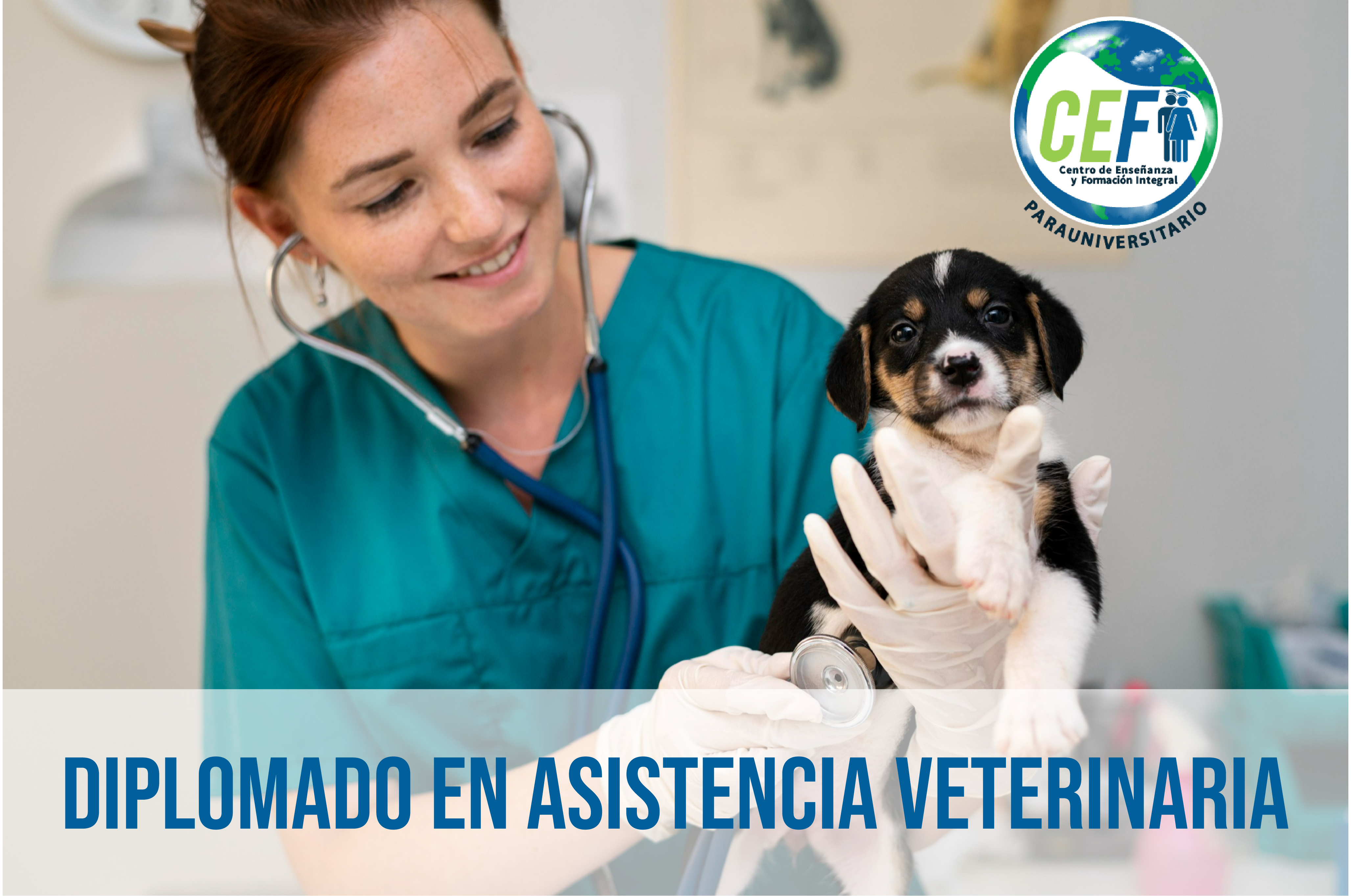 Diplomado en Asistencia Veterinaria